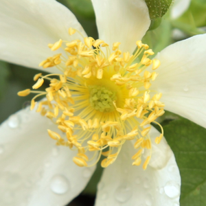 Поръчка на рози - Дива роза - бял - Pоза Паули - среден аромат - Джордж Пол,Дж - Издънките са много трънливи и имат тъмно-зелени листа.